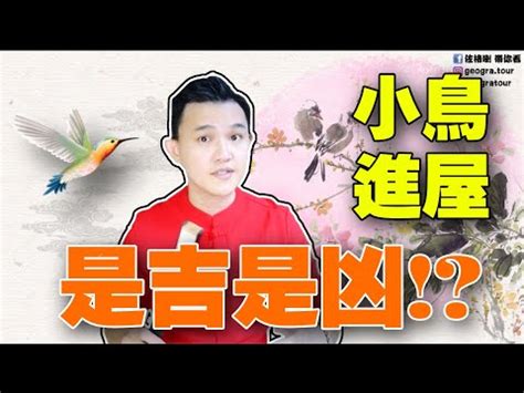 小鳥飛進家裡代表什麼|【有鳥飛進家裏】有鳥飛進家裡！破解常見迷信，揭開牠飛來的真。